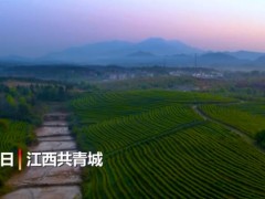 江西共青城：“谷雨茶”采摘正当时