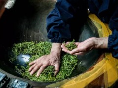 龙井茶制茶图片欣赏