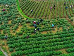 光山:种植茶叶富全村