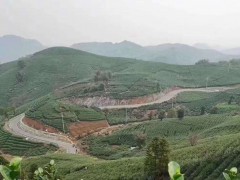 杭州余杭中泰茶叶欣赏第一弹