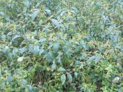 苦丁茶图片欣赏